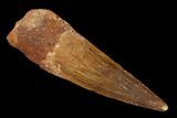 Spinosaurus Tooth - Real Dinosaur Tooth #151592-2